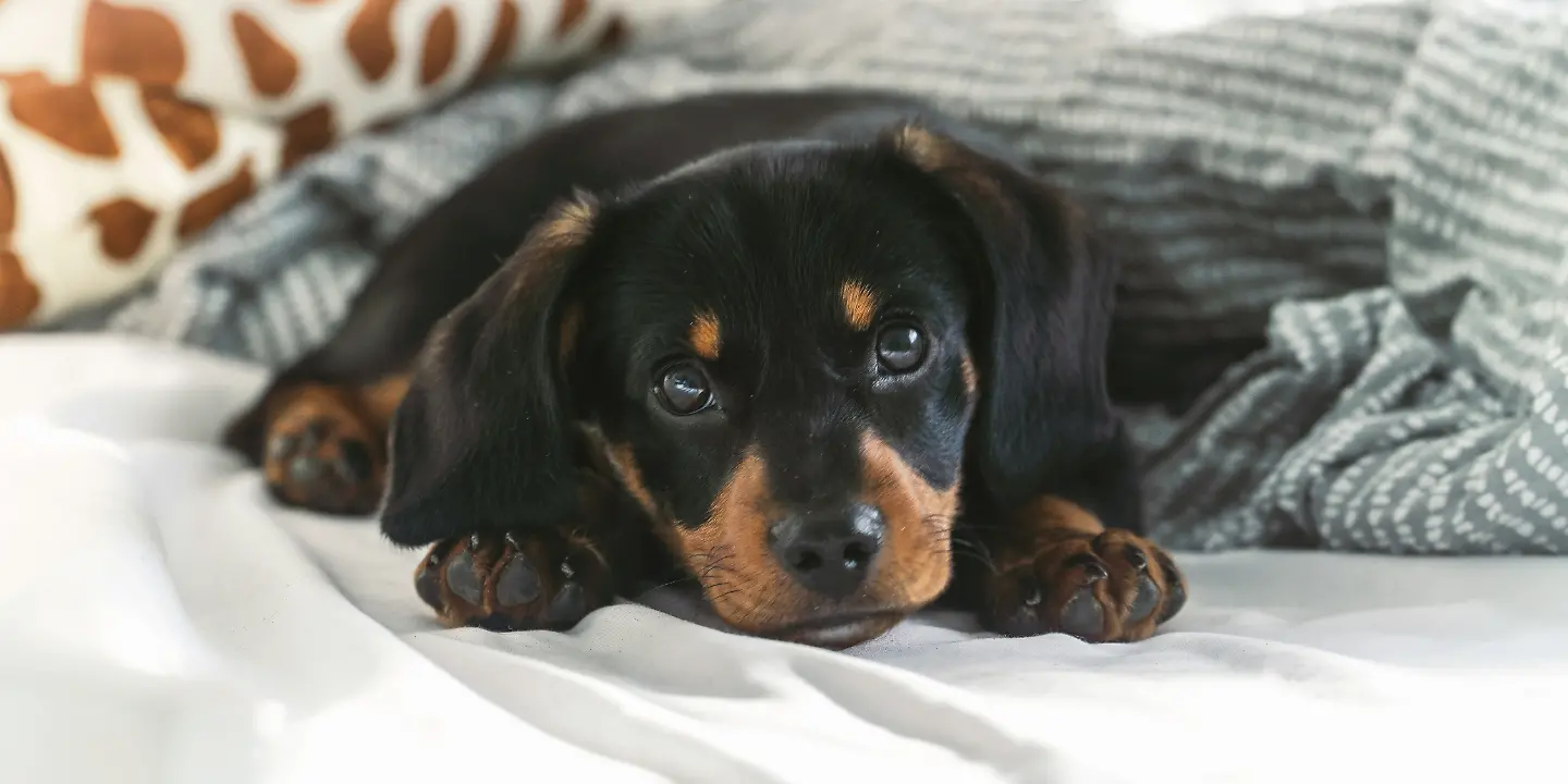 Hund im Bett