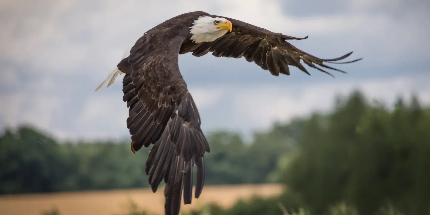 Weißkopfseeadler Seeadler vogel tier © pixabay