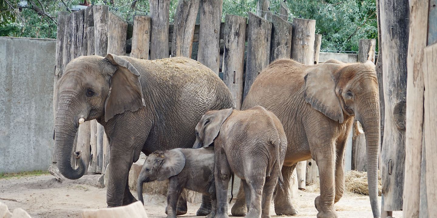 elefanten Zoo halle zusammenführung.jpg