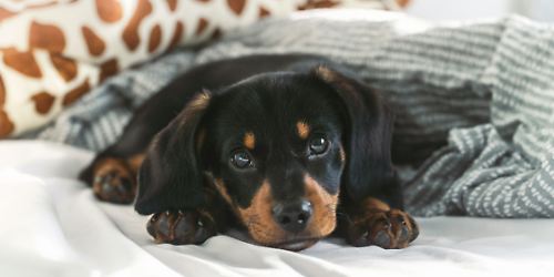 Hund im Bett