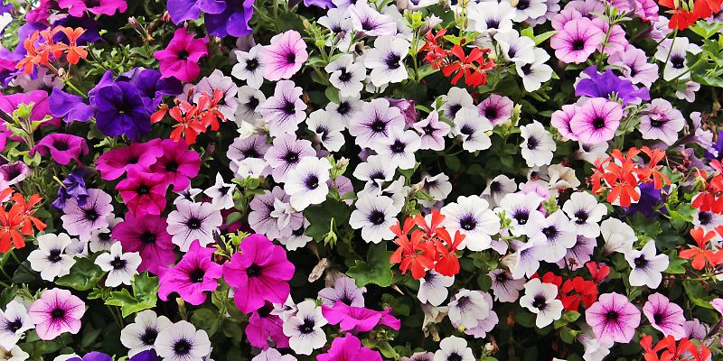 Blumen bunt mix blühen sommer frühling © pixabay.jpg