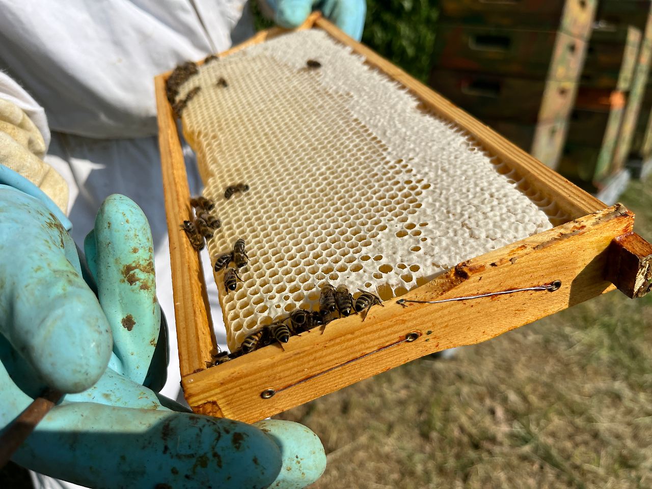 Honig Bienen Imker Siebigerode