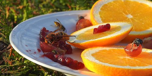 wespe insekt © pixabay.jpg