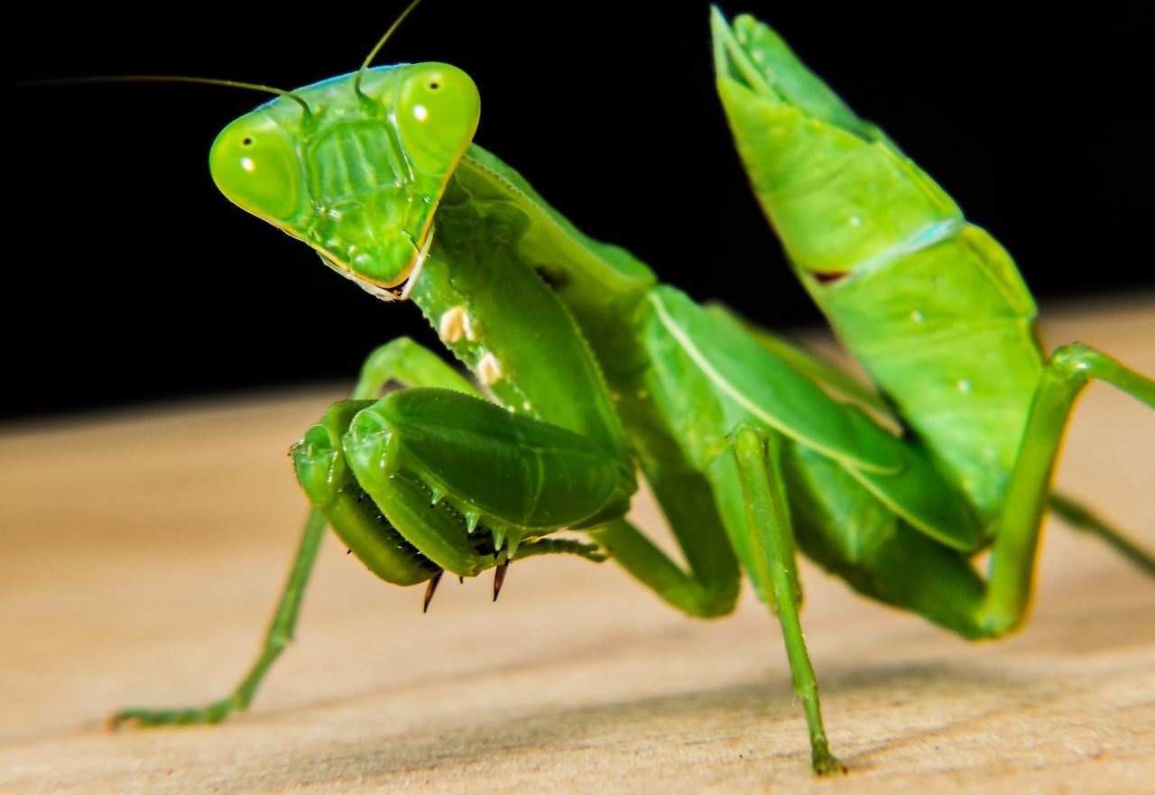 Gottesanbeterin Insekt © pixabay