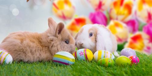 Ostern Hasen Kaninchen © drubig-photo.jpg