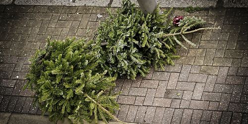 Weihnachtsbaum entsorgung sammelplatz © dutourdumonde.png