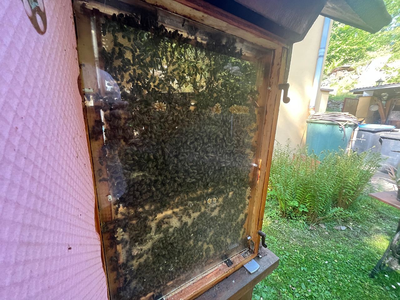 Bienen Honig Imker Siebigerode