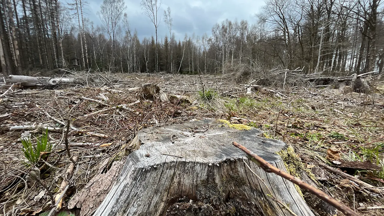 Harz Baum schenken 