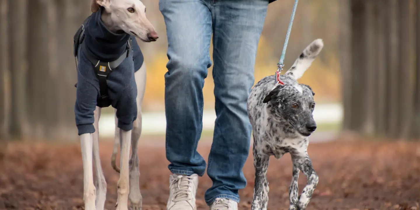 hunde gassi spaziergang tier