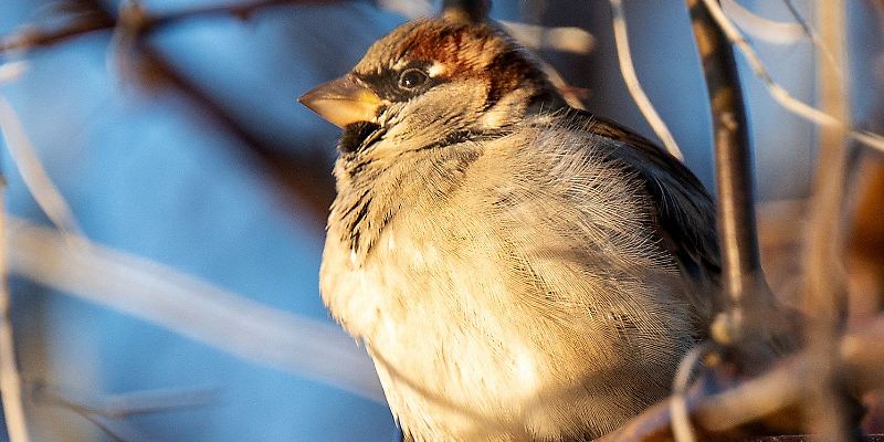 «Stunde der Wintervögel»: Mehr Arten in Gärten und Parks