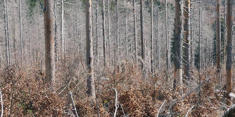 Naturdynamikzone im Nationalpark Harz wächst planmäßig