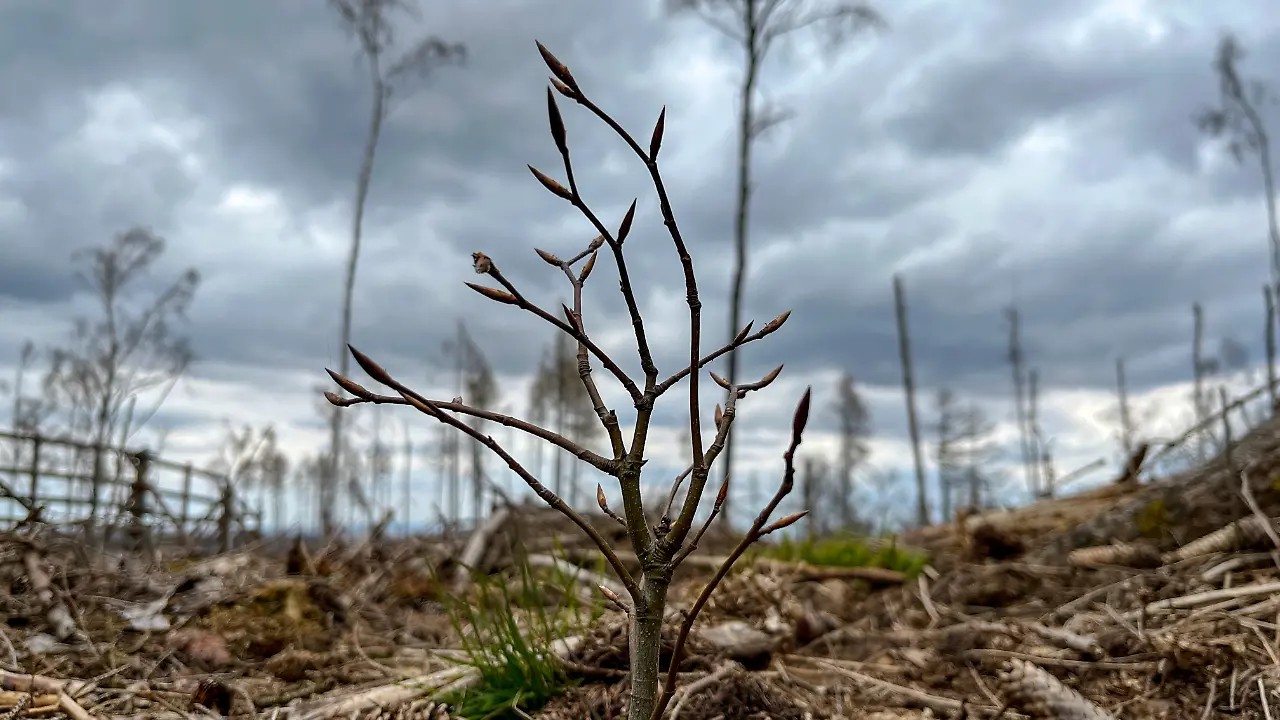 Harz Baum schenken 