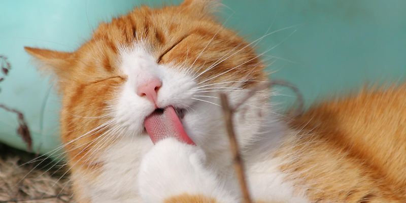 Katze haustier © pixabay