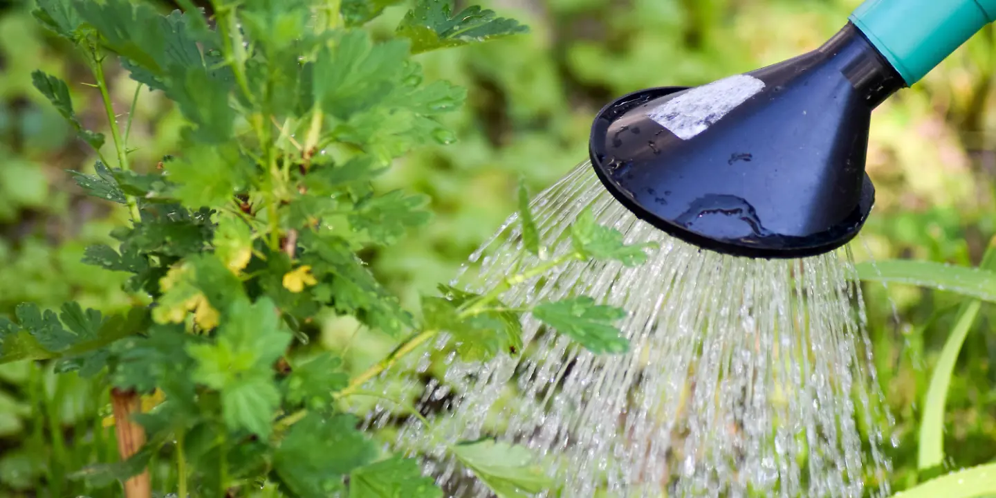 garten giessen wasser pflanzen