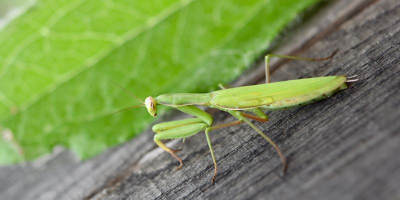 Insekt Gottesanbeterin © pixabay