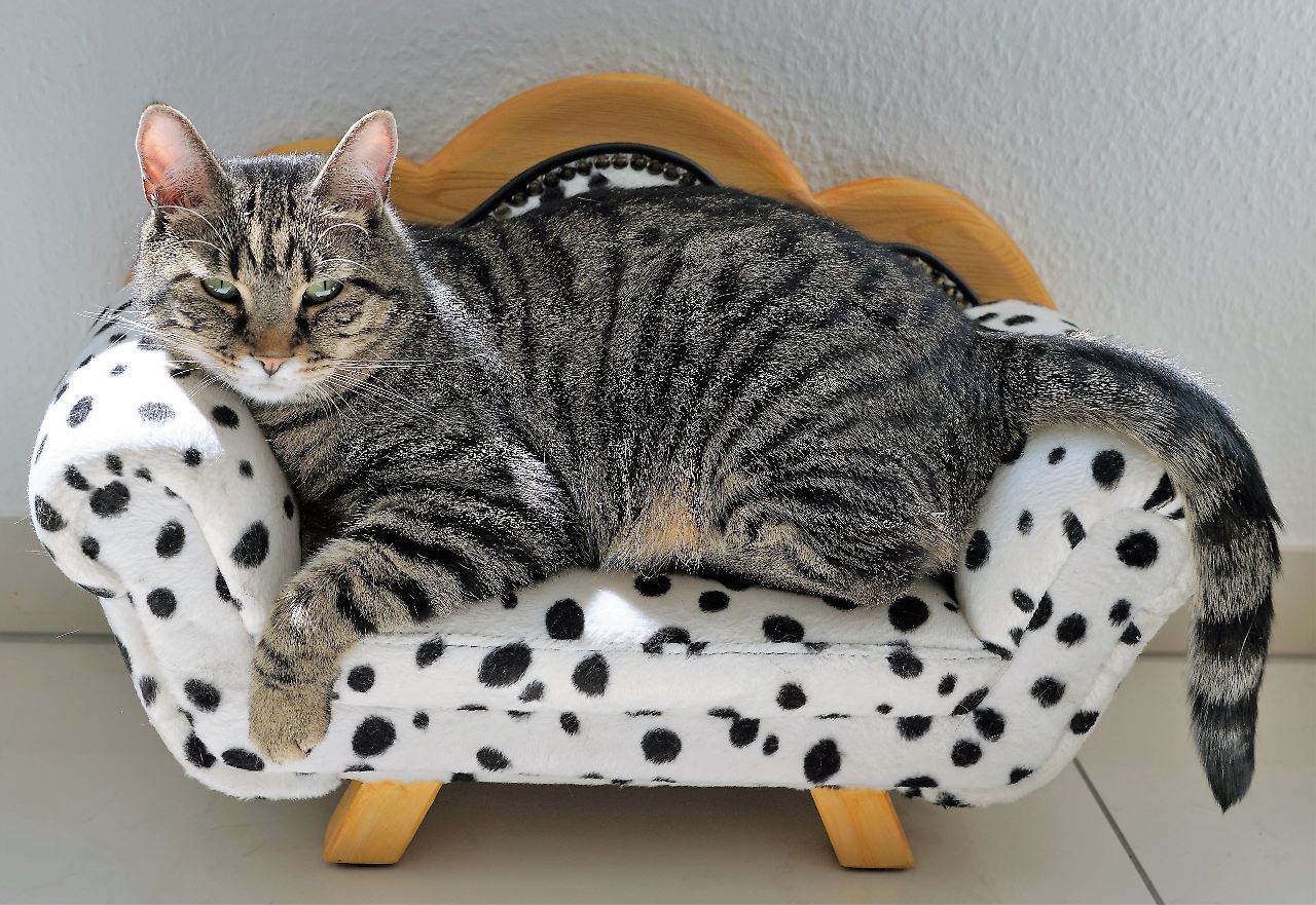 Katze sofa haustier schlafen © pixabay.jpg