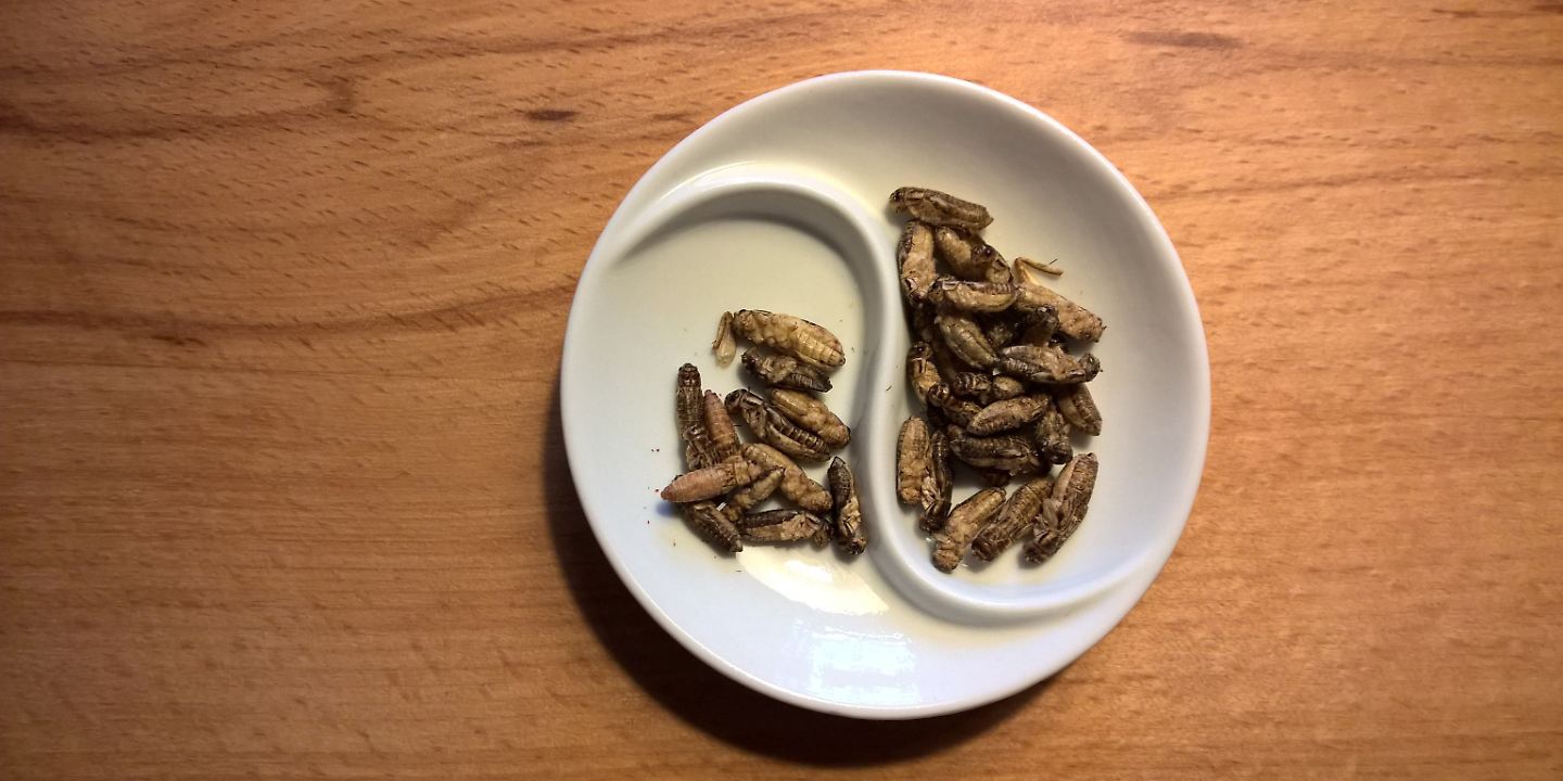 essen insekten food © pixabay.jpg