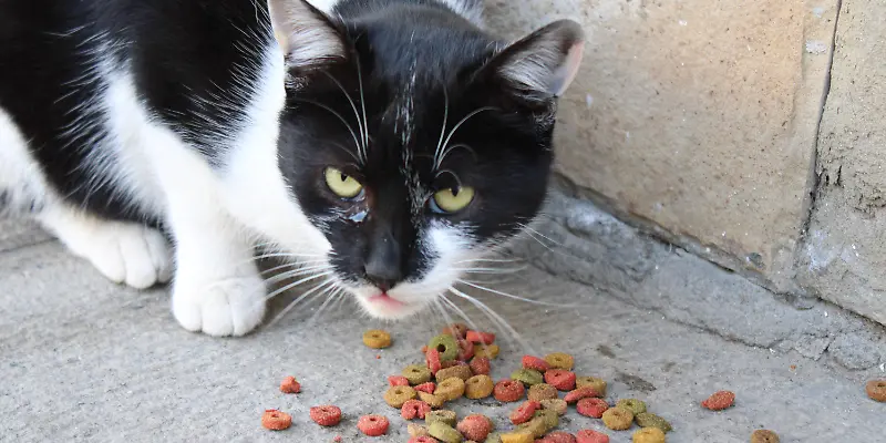 Katze Futter isst