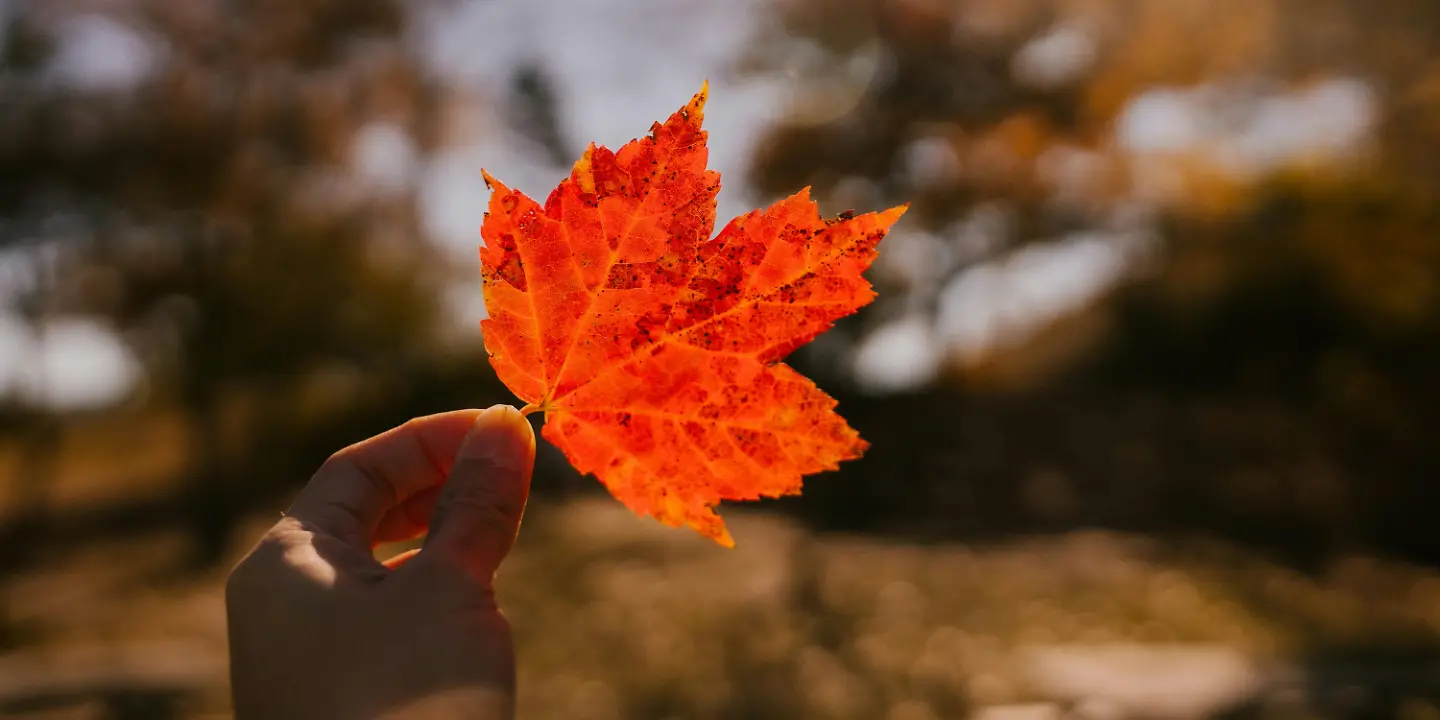 Herbst Blatt September Oktober